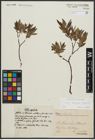 Foto von Salix arbuscula L. x Salix lapponum L.